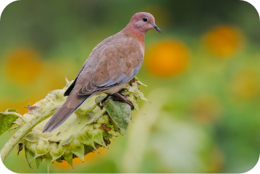 sunflower-dove1-desktop