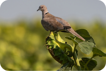 sunflower-dove3-desktop