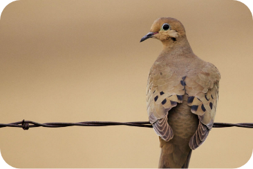 sunflower-dove4-desktop
