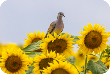 sunflower-dove2-desktop