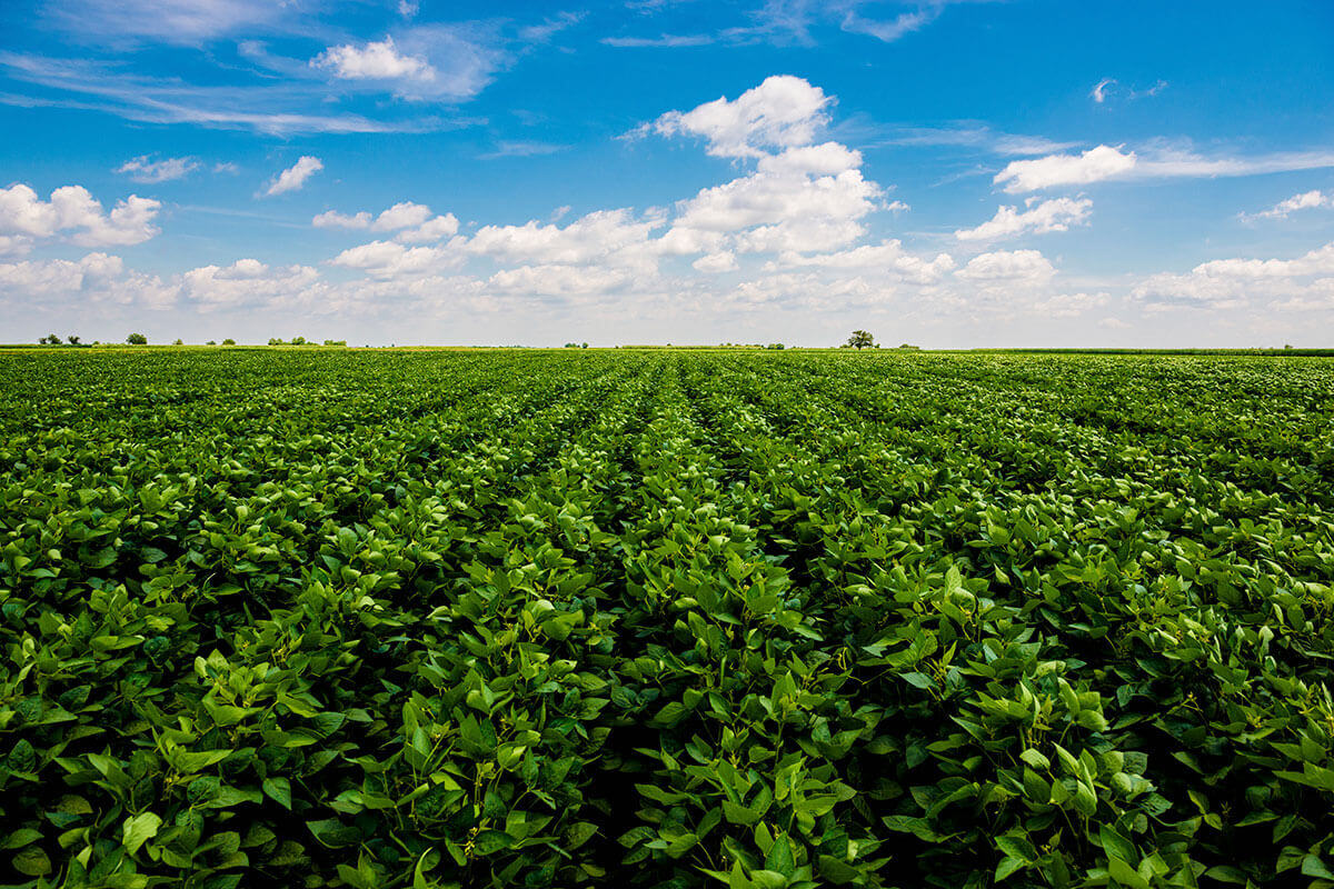 Armor Beans growing in a beautiful field