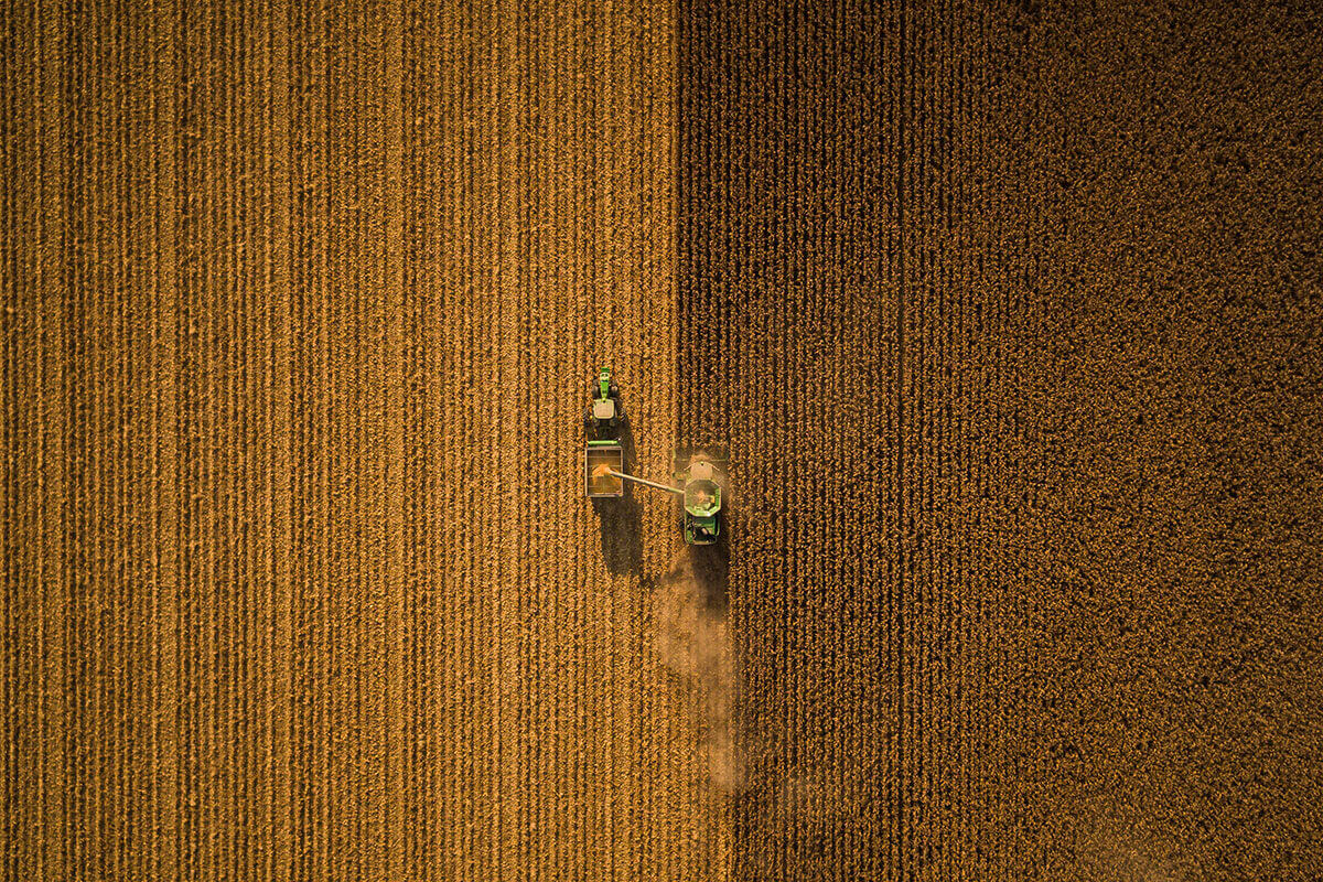 Armor Beans being harvested at the end of season Armor Beans being harvested at the end of season