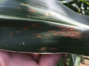 Common Rust Common Rust