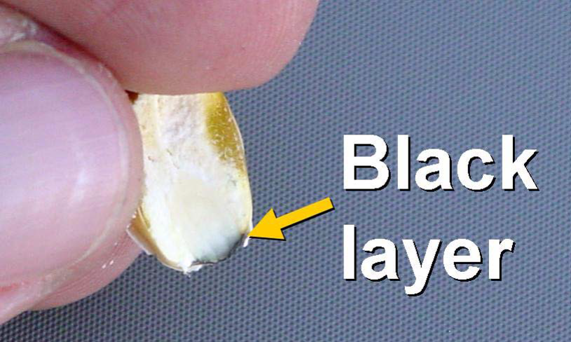 Black Layer on Corn