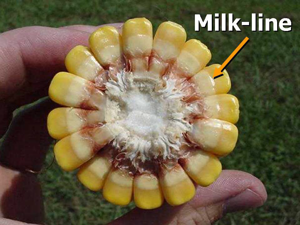 Milk Line on Corn