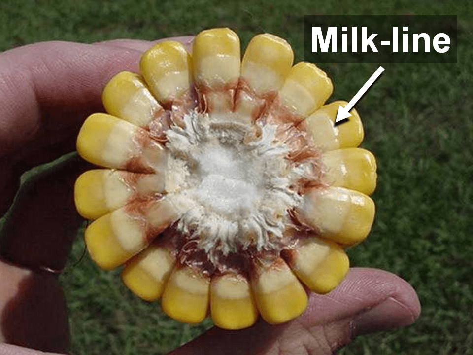 Cross-section of an ear of corn showing the milk-line advanced half-way down the kernels.