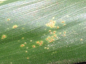 Southern Rust Southern Rust