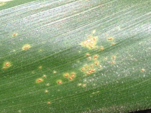 Southern Rust