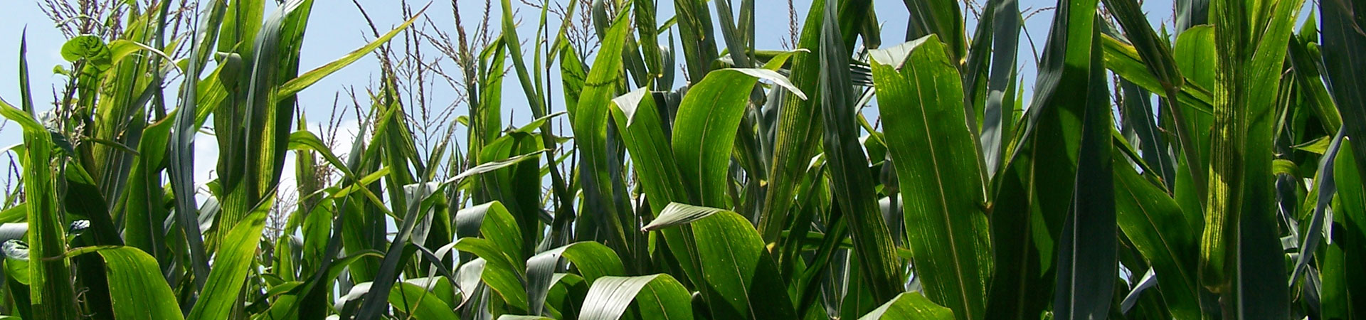 Field of corn.