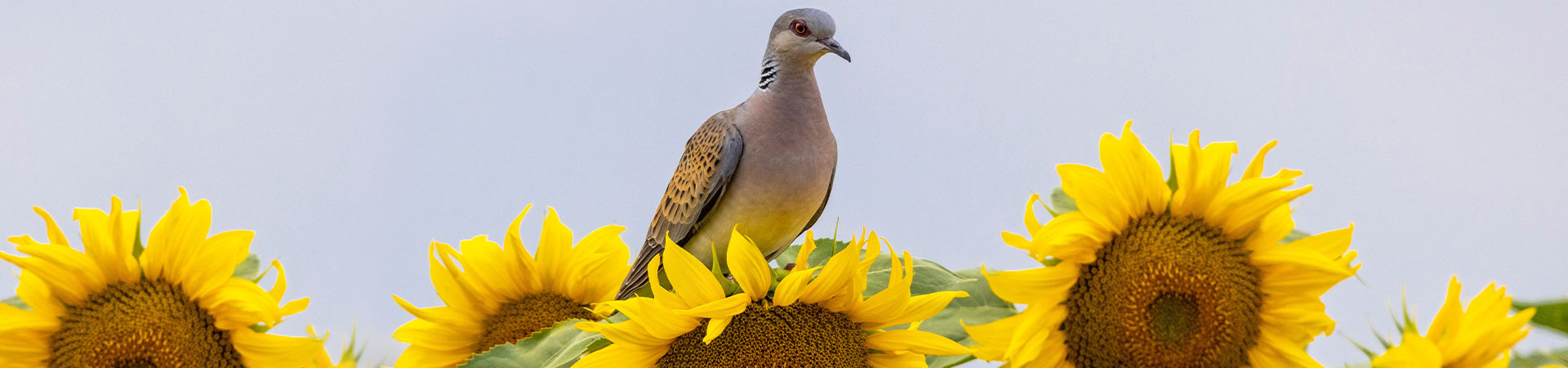 Attract more doves to your hunting acres with Armor® Sportsman sunflower plot seed.