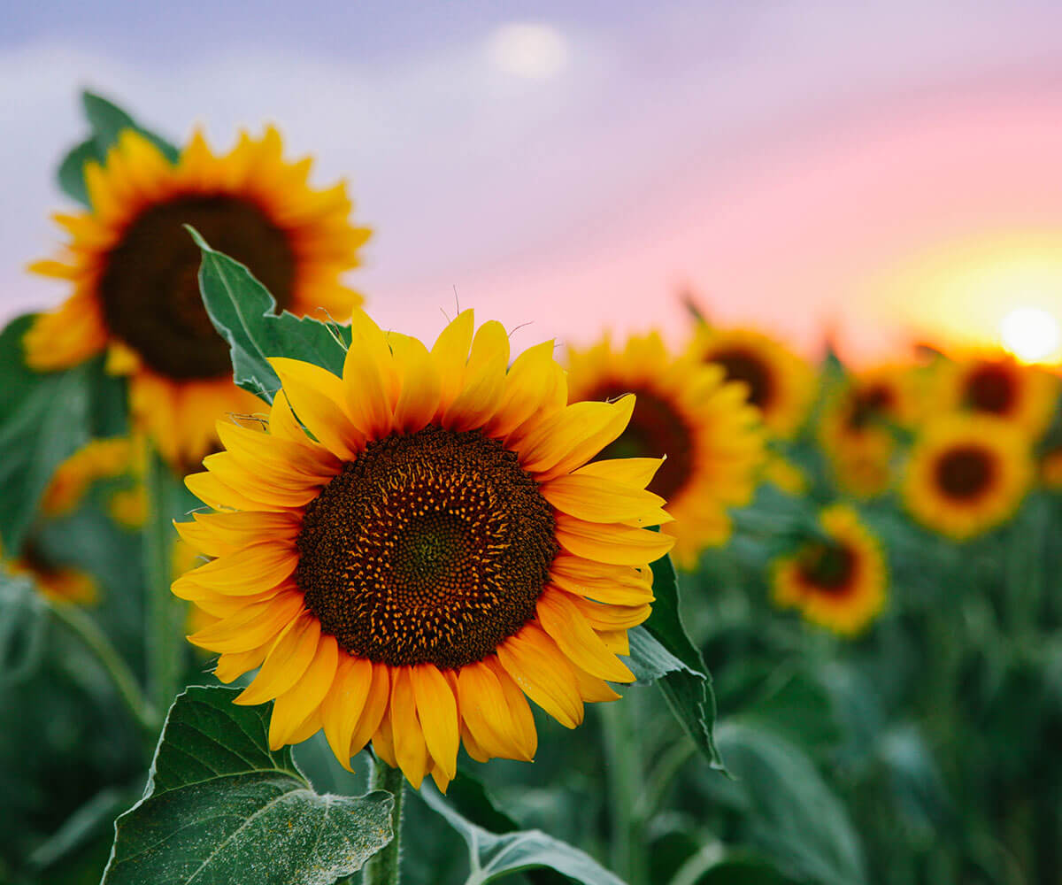 Closeup of ARMOR® Sunflowers