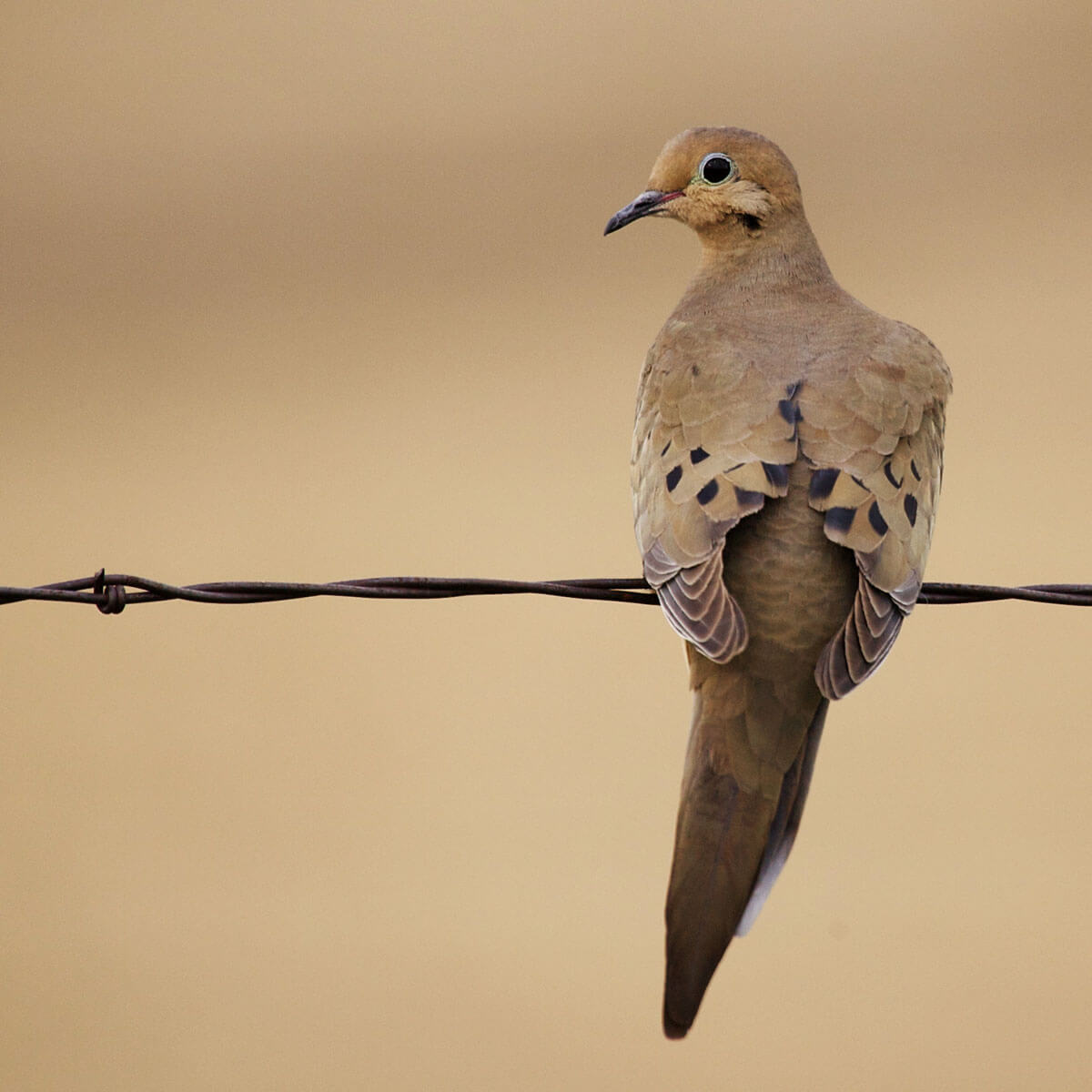 Closeup of a Dove