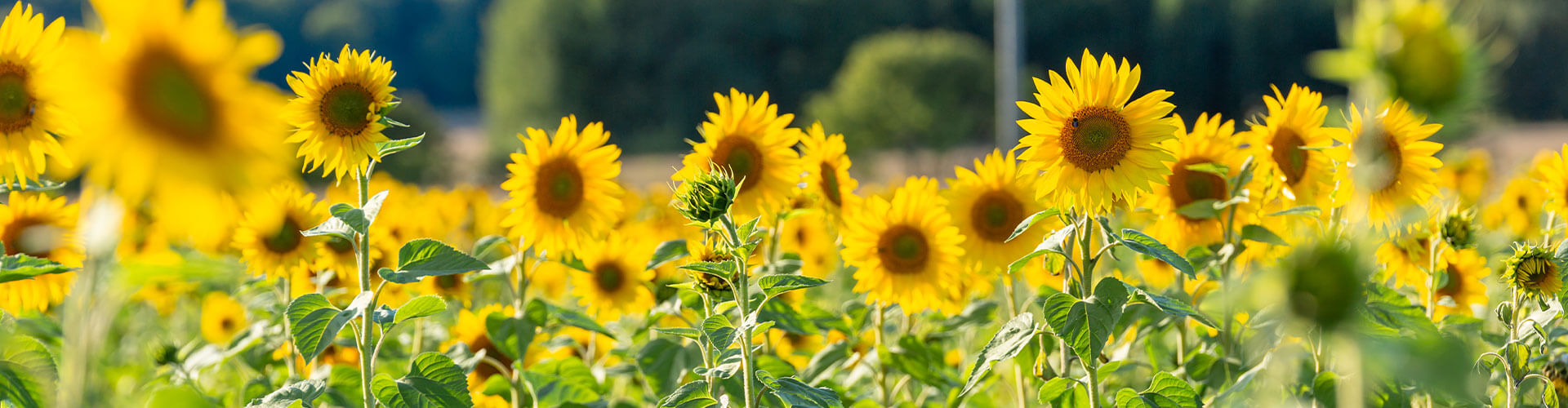 Closeup of a Sunflower Field Closeup of a Sunflower Field